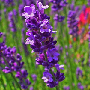 Fragrance Lavender 50mls