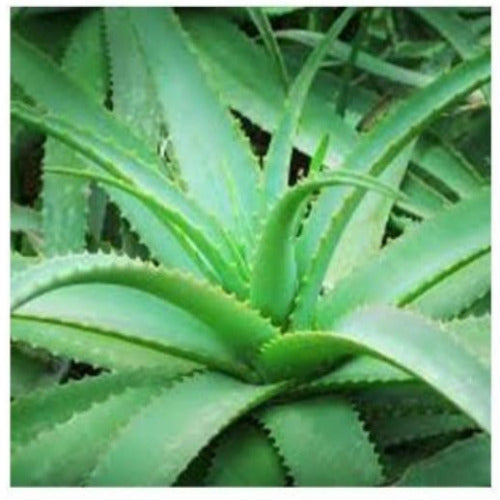 Herbal Aloe Vera Gel 125 mls