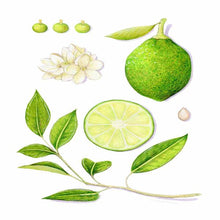 EO Lime Essential Oil  10 mls