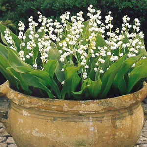 Fragrance Bulk Lily of the Valley 500 mls