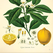 EO Lemon Essential Oil 10 ml