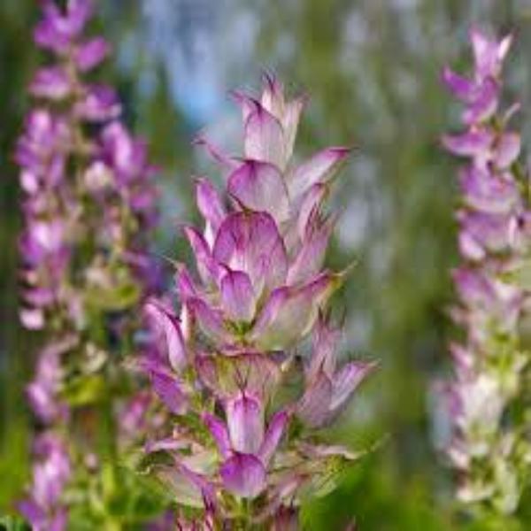 EO Clary Sage Essential Oil 10 mls