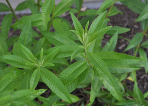 Dried Herbs- Lemon Verbena 10 grm